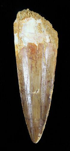 Spinosaurus Tooth - Real Dinosaur Tooth #51362